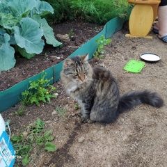 Подробнее об объявлении «Великий Новгород (Новгород) Найдена кошка» Фото: найдена кошка  «Великий Новгород (Новгород) Найдена кошка» в г. Великий Новгород (Новгород)