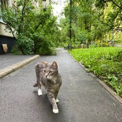 Подробнее об объявлении «Санкт-Петербург Найден кот» Фото: найдена кошка  «Санкт-Петербург Найден кот» в г. Санкт-Петербург