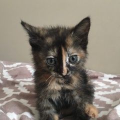 Подробнее об объявлении «Хабаровск Найдена кошка котенок» Фото: найдена кошка  «Хабаровск Найдена кошка котенок» в г. Хабаровск