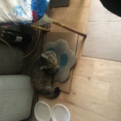 Подробнее об объявлении «Екатеринбург Найдена кошка» Фото: найдена кошка  «Екатеринбург Найдена кошка» в г. Екатеринбург