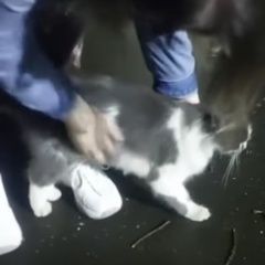 Подробнее об объявлении «Найдена кошка или кот бело-серый Москва» Фото: найдена кошка  «Найдена кошка или кот бело-серый Москва» в г. Москва