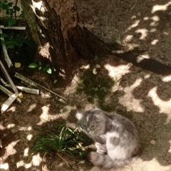 Подробнее об объявлении «Найдена кошка Москва» Фото: найдена кошка  «Найдена кошка Москва» в г. Москва