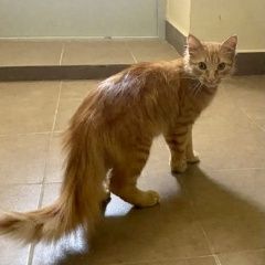 Подробнее об объявлении «Химки Найдена кошка или кот рыжий» Фото: найдена кошка  «Химки Найдена кошка или кот рыжий» в г. Химки