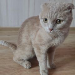 Подробнее об объявлении «Москва Найден кот рыжий вислоухий кот» Фото: найдена кошка  «Москва Найден кот рыжий вислоухий кот» в г. Москва