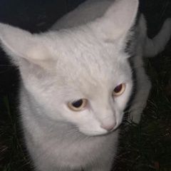 Подробнее об объявлении «Найдена кошка или кот белый Москва» Фото: найдена кошка  «Найдена кошка или кот белый Москва» в г. Москва