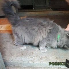 Подробнее об объявлении «Химки Найдена кошка хозяин, отзовись» Фото: найдена кошка  «Химки Найдена кошка хозяин, отзовись» в г. Химки