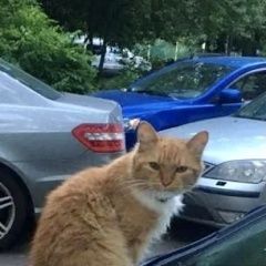 Подробнее об объявлении «Найдена кошка или кот рыжий Москва» Фото: найдена кошка  «Найдена кошка или кот рыжий Москва» в г. Москва