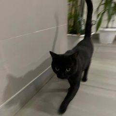 Подробнее об объявлении «Одинцово Найден кот черный кот с ошейником» Фото: найдена кошка  «Одинцово Найден кот черный кот с ошейником» в г. Одинцово