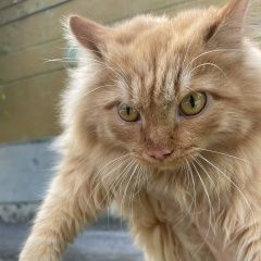 Подробнее об объявлении «Красноярск Найден кот рыжий кот» Фото: найдена кошка  «Красноярск Найден кот рыжий кот» в г. Красноярск