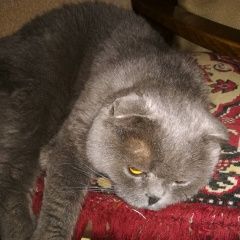 Подробнее об объявлении «Дедовск Найдена кошка» Фото: найдена кошка  «Дедовск Найдена кошка» в г. Дедовск