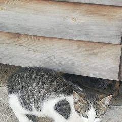 Подробнее об объявлении «Нахабино Найден кот» Фото: найдена кошка  «Нахабино Найден кот» в г. Нахабино