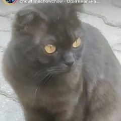 Подробнее об объявлении «Найдена кошка или кот вислоухий Купавна» Фото: найдена кошка  «Найдена кошка или кот вислоухий Купавна» в г. Купавна