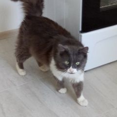 Подробнее об объявлении «Найден кот Москва» Фото: найдена кошка  «Найден кот Москва» в г. Москва
