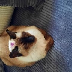 Подробнее об объявлении «Санкт-Петербург Найдена кошка» Фото: найдена кошка Сиамская кошка «Санкт-Петербург Найдена кошка» в г. Санкт-Петербург