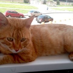 Подробнее об объявлении «Санкт-Петербург Найден кот рыжий кот» Фото: найдена кошка  «Санкт-Петербург Найден кот рыжий кот» в г. Санкт-Петербург