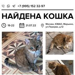 Подробнее об объявлении «Найдена кошка. в 22:00 Москва» Фото: найдена кошка  «Найдена кошка. в 22:00 Москва» в г. Москва
