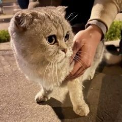 Подробнее об объявлении «Найдена кошка вислоухий кот ( или кошка) Москва» Фото: найдена кошка  «Найдена кошка вислоухий кот ( или кошка) Москва» в г. Москва