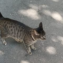 Подробнее об объявлении «Найдена кошка в районе лефортово Москва» Фото: найдена кошка  «Найдена кошка в районе лефортово Москва» в г. Москва