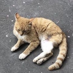 Подробнее об объявлении «Найдена кошка рыжий кот Москва» Фото: найдена кошка  «Найдена кошка рыжий кот Москва» в г. Москва