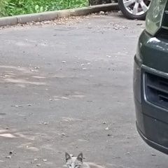 Подробнее об объявлении «Найдена кошка в районе д. 39, корп. 4 по ул. нагорнная Москва» Фото: найдена кошка  «Найдена кошка в районе д. 39, корп. 4 по ул....» в г. Москва