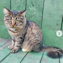 Подробнее об объявлении «Найдена кошка или котик Москва» Фото: найдена кошка  «Найдена кошка или котик Москва» в г. Москва