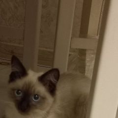 Подробнее об объявлении «Краснодар Найдена кошка породистая кошечка» Фото: найдена кошка Сиамская кошка «Краснодар Найдена кошка породистая кошечка» в г. Краснодар
