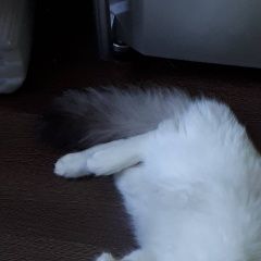 Подробнее об объявлении «Найден кот, турецкий ван Братск» Фото: найдена кошка Турецкий ван «Найден кот, турецкий ван Братск» в г. Братск