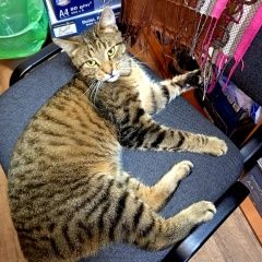 Подробнее об объявлении «Санкт-Петербург Найден котик» Фото: найдена кошка  «Санкт-Петербург Найден котик» в г. Санкт-Петербург