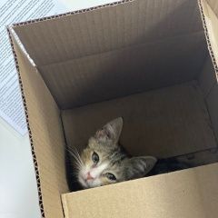 Подробнее об объявлении «Найден кот м.бауманская Москва» Фото: найдена кошка  «Найден кот м.бауманская Москва» в г. Москва