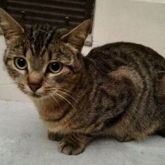 Подробнее об объявлении «Найдена кошка или кот-подросток Москва» Фото: найдена кошка  «Найдена кошка или кот-подросток Москва» в г. Москва