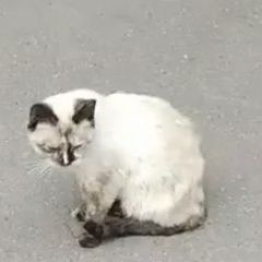 Подробнее об объявлении «Найдена кошка или кот Москва» Фото: найдена кошка  «Найдена кошка или кот Москва» в г. Москва