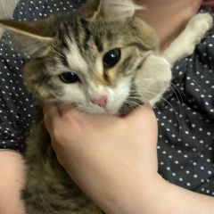 Подробнее об объявлении «Найдена кошка с зеленым ошейником от блох Орехово-Зуево» Фото: найдена кошка  «Найдена кошка с зеленым ошейником от блох...» в г. Орехово-Зуево