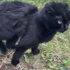 Подробнее об объявлении «Найдена кошка или кот вислоухий Москва» Фото: найдена кошка  «Найдена кошка или кот вислоухий Москва» в г. Москва