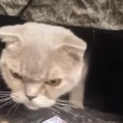 Подробнее об объявлении «Найдена кошка ( или кот) Москва» Фото: найдена кошка  «Найдена кошка ( или кот) Москва» в г. Москва
