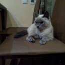 Подробнее об объявлении «Ангарск Найдена кошка» Фото: найдена кошка  «Ангарск Найдена кошка» в г. Ангарск