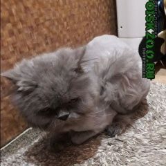 Подробнее об объявлении «Москва Найдена кошка стриженная» Фото: найдена кошка  «Москва Найдена кошка стриженная» в г. Москва