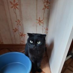 Подробнее об объявлении «Найден кот чёрный кот, Томск» Фото: найдена кошка  «Найден кот чёрный кот, Томск» в г. Томск