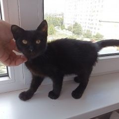 Подробнее об объявлении «Краснодар Найден кот» Фото: найдена кошка  «Краснодар Найден кот» в г. Краснодар