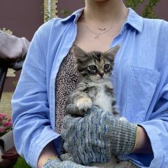 Подробнее об объявлении «Одинцово Найдена кошка» Фото: найдена кошка  «Одинцово Найдена кошка» в г. Одинцово