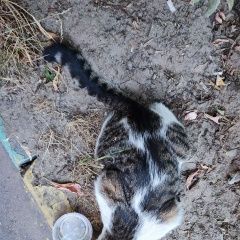Картинка найдена кошка В городе Люберцы обнаружился котик. Люберцы