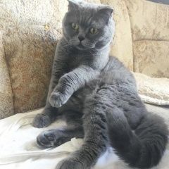 Подробнее об объявлении «Москва Найдена кошка кот британец» Фото: найдена кошка  «Москва Найдена кошка кот британец» в г. Москва