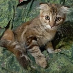 Подробнее об объявлении «Найдена кошка котенок Кореновск» Фото: найдена кошка  «Найдена кошка котенок Кореновск» в г. Кореновск