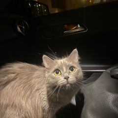 Подробнее об объявлении «Москва Найдена кошка британская кошка/кот(?)» Фото: найдена кошка  «Москва Найдена кошка британская кошка/кот(?)» в г. Москва