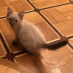 Подробнее об объявлении «Найдена кошка породистый котёнок Ставрополь» Фото: найдена кошка  «Найдена кошка породистый котёнок Ставрополь» в г. Ставрополь