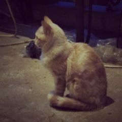 Подробнее об объявлении «Одинцово Найдена кошка котенок подросток» Фото: найдена кошка  «Одинцово Найдена кошка котенок подросток» в г. Одинцово