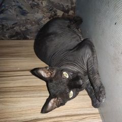 Подробнее об объявлении «Одинцово Найдена кошка гусарская баллада» Фото: найдена кошка Канадский сфинкс «Одинцово Найдена кошка гусарская баллада» в г. Одинцово