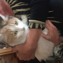 Подробнее об объявлении «Иркутск Найдена кошка внимание, кошка, помогите найти дом» Фото: найдена кошка  «Иркутск Найдена кошка внимание, кошка, помогите...» в г. Иркутск