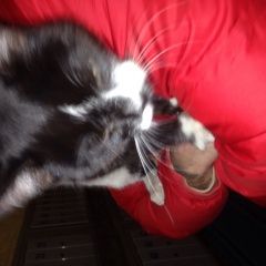 Подробнее об объявлении «Красноярск Найден кот» Фото: найдена кошка  «Красноярск Найден кот» в г. Красноярск