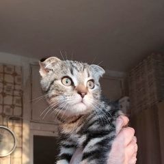 Подробнее об объявлении «Москва Найдена кошка котёнок вислоухий» Фото: найдена кошка  «Москва Найдена кошка котёнок вислоухий» в г. Москва