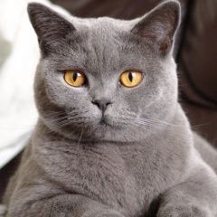 Подробнее об объявлении «Найден кот порода британский короткошерстный Асбест» Фото: найдена кошка Британская короткошерстная кошка «Найден кот порода британский короткошерстный...» в г. Асбест